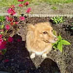 Tujka *