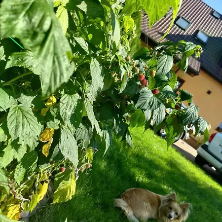 Tujka
