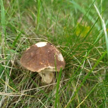 Tujka * Zywiec