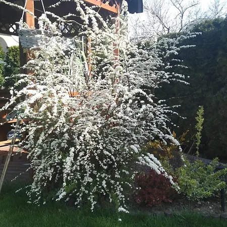 Tujka Zywiec