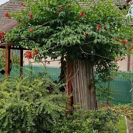 Апартаменты Tujka *